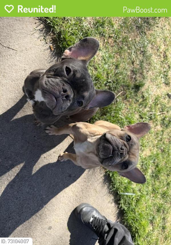 Reunited Unknown Dog last seen W 77th Ave & Lowell, Westminster, CO 80030