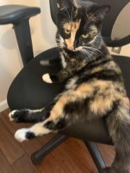Reunited Female Cat last seen Gilead / Bud Henderson, Huntersville, NC 28078