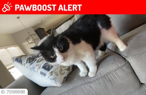 Lost Male Cat last seen Laguna Woods Drive, Northpointe East, TX 77375