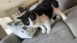 Lost Male Cat last seen Laguna Woods Drive, Northpointe East, TX 77375
