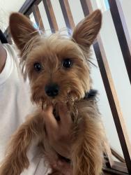 Reunited Male Dog last seen Delaney & Emerson neighborhood, Oakley, CA 94561