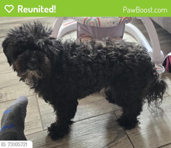 Reunited Female Dog last seen Near Secret Valley Dr SW, Albuquerque, NM 87121, USA, Albuquerque, NM 87121