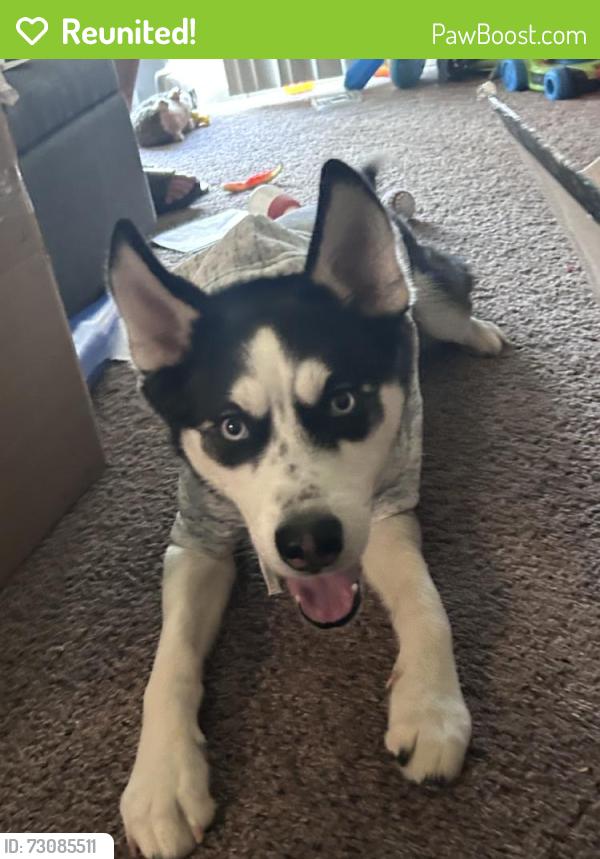 Reunited Male Dog last seen Dayton St, Aurora, CO, USA, Aurora, CO 80010