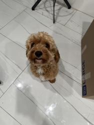Reunited Male Dog last seen Airoso and prima vista blvd, Port St. Lucie, FL 34983
