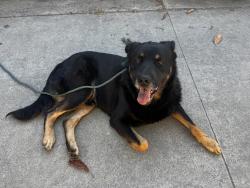 Reunited Male Dog last seen huntington park, Huntington Park, CA 90255