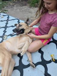 Found/Stray Female Dog last seen Boyd and Mcgee, Norman, OK 73069