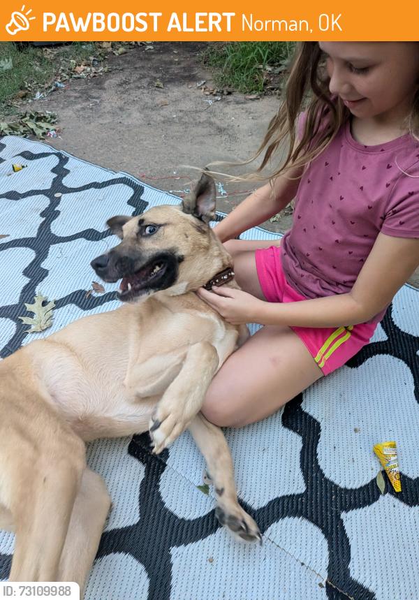 Found/Stray Female Dog last seen Boyd and Mcgee, Norman, OK 73069
