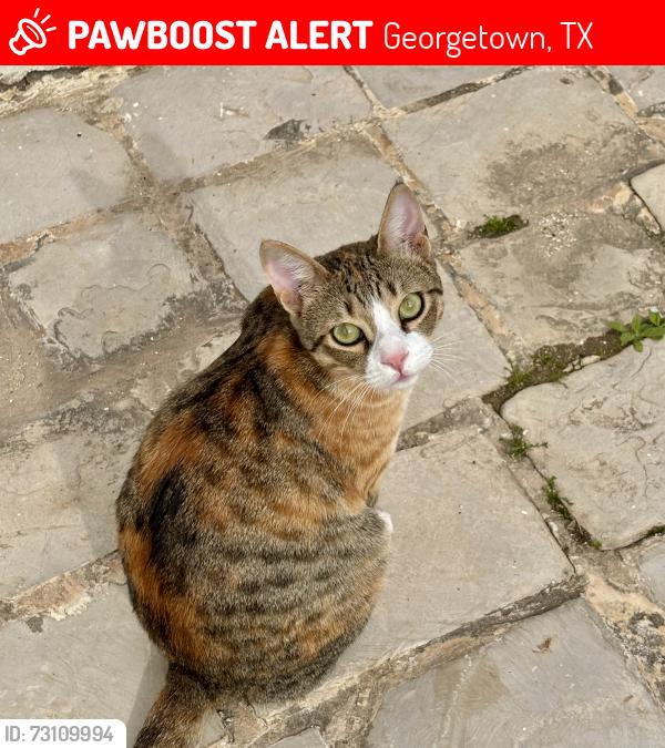 Lost Female Cat last seen Katy Crossing, Georgetown, TX 78626