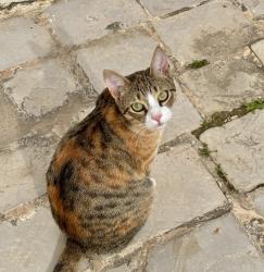 Lost Female Cat last seen Katy Crossing, Georgetown, TX 78626