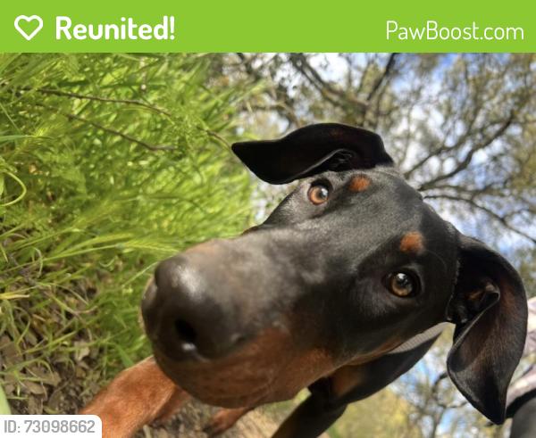 Reunited Male Dog last seen Lindley Drive and Grove Avenue, Sacramento, CA 95815