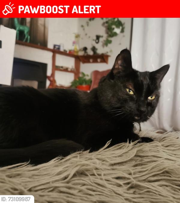 Lost Female Cat last seen Governors court , New Westminster, BC 