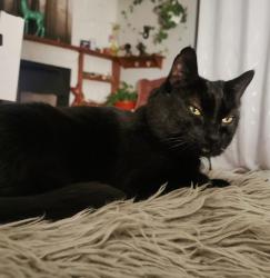 Lost Female Cat last seen Governors court , New Westminster, BC 