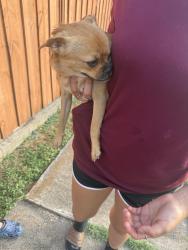 Found/Stray Female Dog last seen Town bluff drive and madera dr, Garland, TX 75040