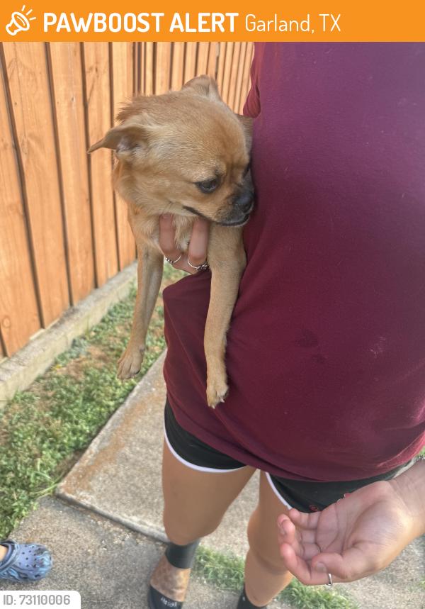 Found/Stray Female Dog last seen Town bluff drive and madera dr, Garland, TX 75040