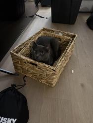 Lost Male Cat last seen Street, Corona, CA 92882