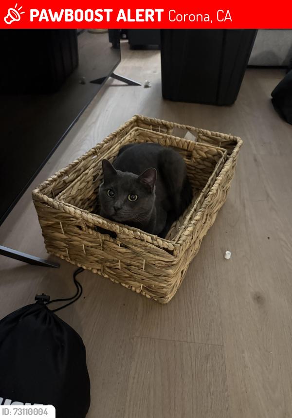 Lost Male Cat last seen Street, Corona, CA 92882