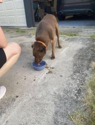 Found/Stray Female Dog last seen Near albertsons on rufe snow, Watauga, TX 76148