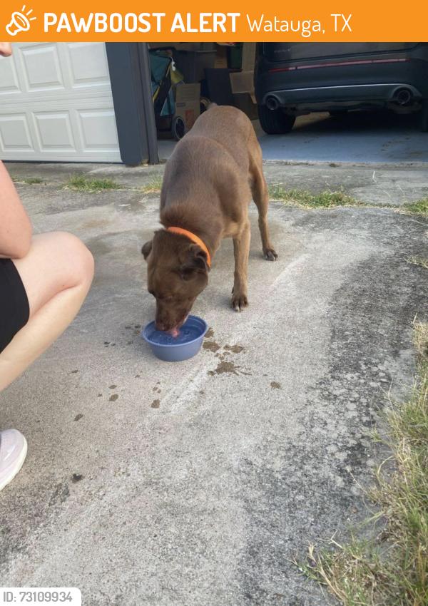 Found/Stray Female Dog last seen Near albertsons on rufe snow, Watauga, TX 76148