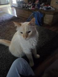 Reunited Male Cat last seen Waverly Park Elementary, Benbrook, TX 76116