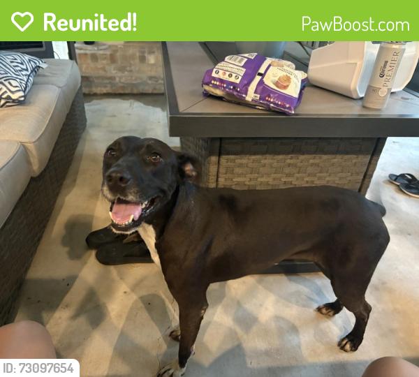 Reunited Female Dog last seen Renaud /Boone Rd Scott , Scott, LA 70583