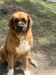 Lost Female Dog last seen Lithia spring ave Danville va, Danville, VA 24540