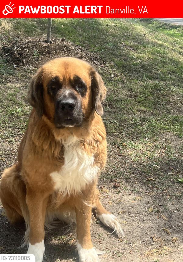 Lost Female Dog last seen Lithia spring ave Danville va, Danville, VA 24540