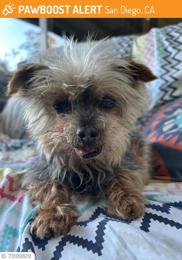 Found/Stray Male Dog last seen Ocean Bluffs Mobile Park Estates- San Ysidro, San Diego, CA 92154