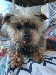 Found/Stray Male Dog last seen Ocean Bluffs Mobile Park Estates- San Ysidro, San Diego, CA 92154