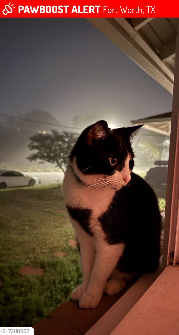 Lost Female Cat last seen Meadowbrook and Chealsea Rd, Fort Worth, TX 76103