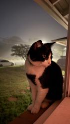 Lost Female Cat last seen Meadowbrook and Chealsea Rd, Fort Worth, TX 76103