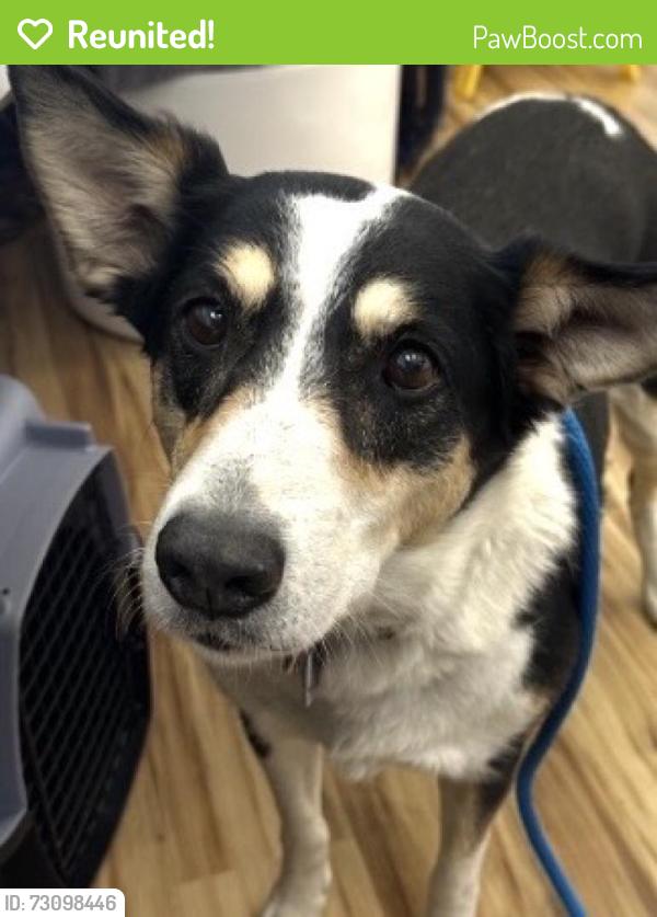 Reunited Female Dog last seen Southwestern Dr, Richardson, TX 75081