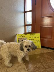 Reunited Female Dog last seen Near oak road Prunedale, Salinas, CA 93907