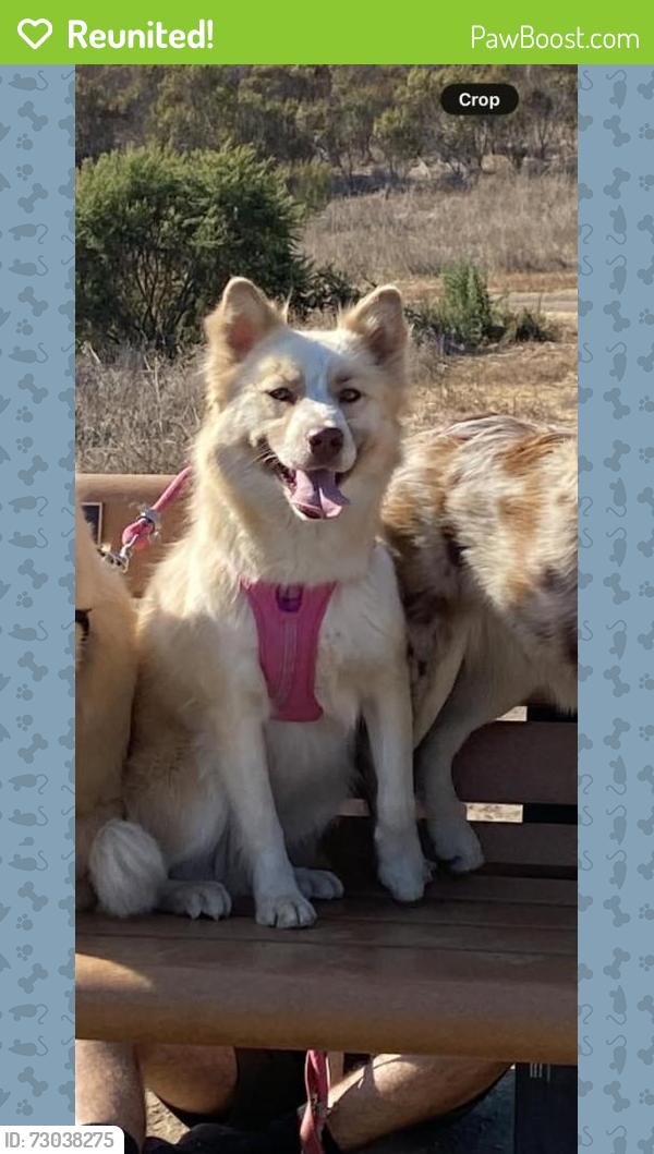 Reunited Female Dog last seen sycamore, Tracy, CA 95377