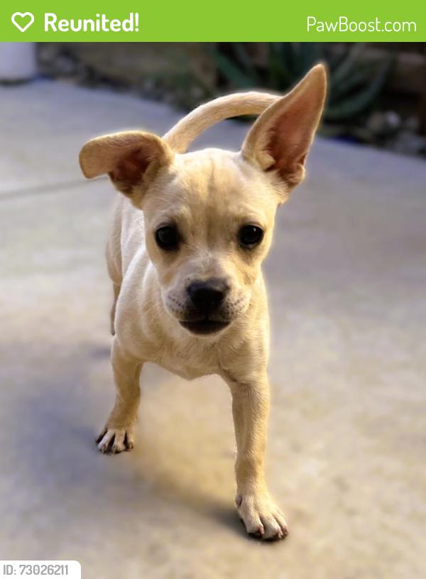 Reunited Male Dog last seen james burke, Patterson, CA 95363