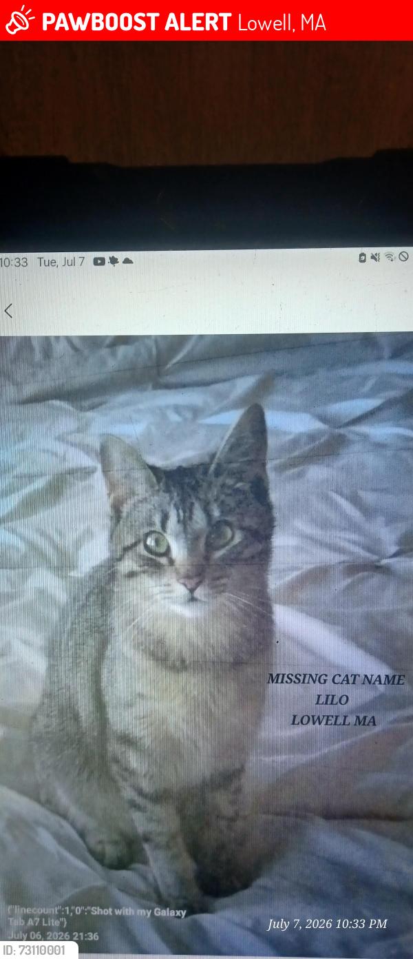 Lost Female Cat last seen Near Shedd Street, Lowell, MA 01850
