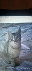 Lost Female Cat last seen Near Shedd Street, Lowell, MA 01850