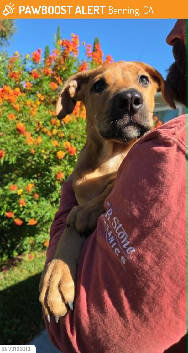 Found/Stray Male Dog last seen 1st & Hoffer, Banning, CA 92220