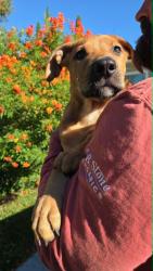 Found/Stray Male Dog last seen 1st & Hoffer, Banning, CA 92220