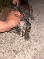 Found/Stray Unknown Cat last seen Quail oaks, Greensboro, NC 27405