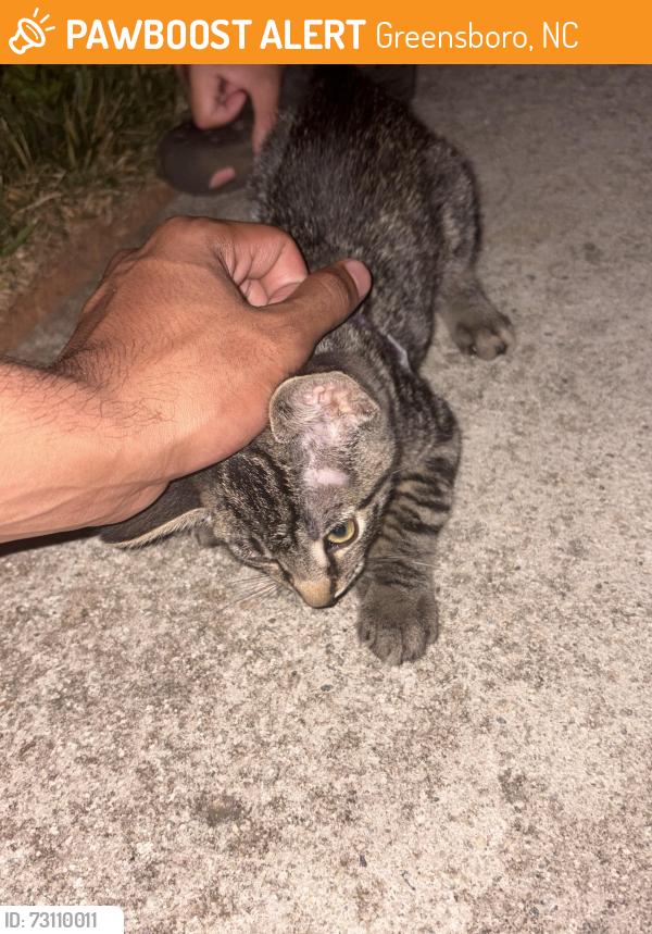 Found/Stray Unknown Cat last seen Quail oaks, Greensboro, NC 27405