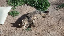 Reunited Male Cat last seen W Lower buckeye rd near West valley church of christ, Goodyear, AZ 85338