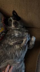 Reunited Female Dog last seen Near oak hills, Prunedale, CA 93907