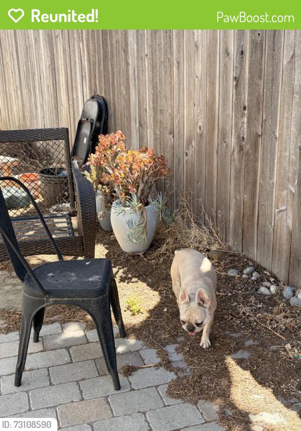 Reunited Female Dog last seen Near Monterey Rd, San Jose, CA 95138, USA, San Jose, CA 95138