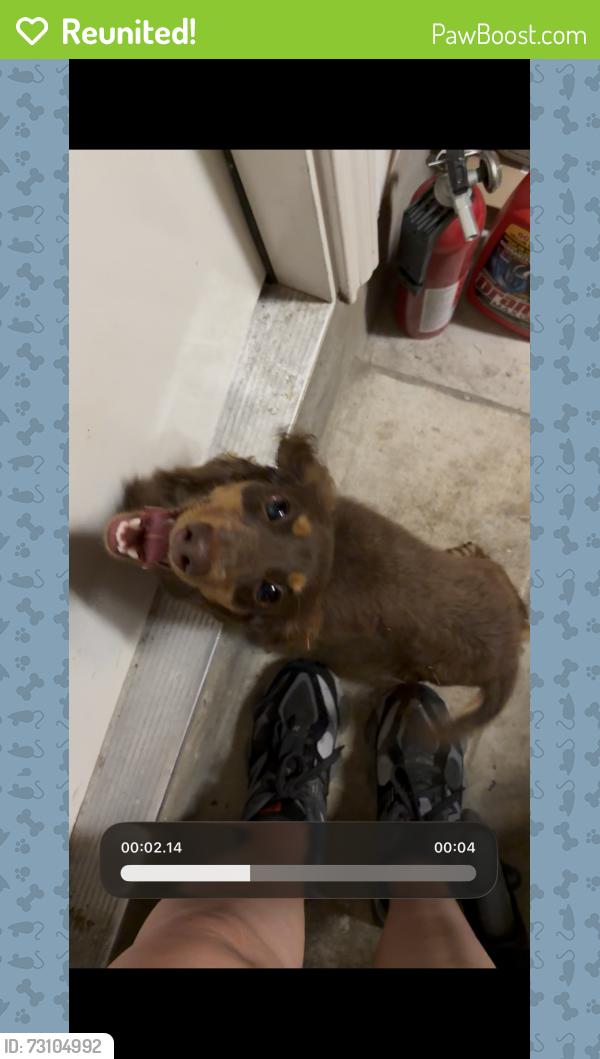 Reunited Female Dog last seen Painted Daisy, San Antonio, TX 78253