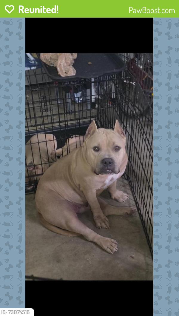 Reunited Female Dog last seen Utah and trumbull, Albuquerque, NM 87108