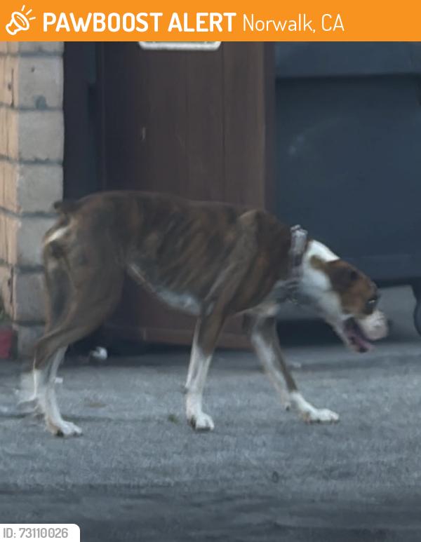 Found/Stray Unknown Dog last seen Flatbush, Norwalk, CA 90650