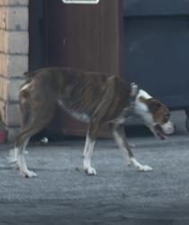 Found/Stray Unknown Dog last seen Flatbush, Norwalk, CA 90650