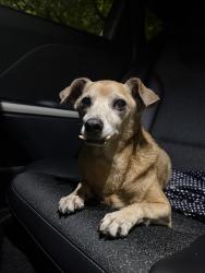Found/Stray Male Dog last seen Near 60th street miami florida 33142, Miami, FL 33142
