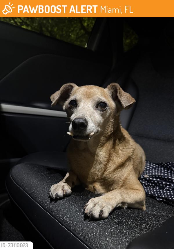 Found/Stray Male Dog last seen Near 60th street miami florida 33142, Miami, FL 33142