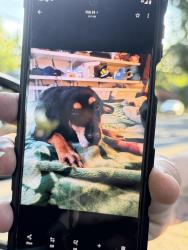 Lost Male Dog last seen Pine st. And 75th in Metzger, Tigard, OR 97223